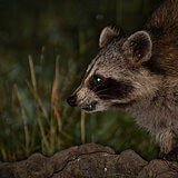 Racoon